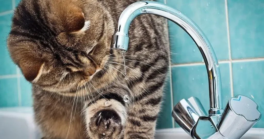Фото з вільних джерел Інформація для водокористувачів Сахновщинської громади на порталі Gromada Group