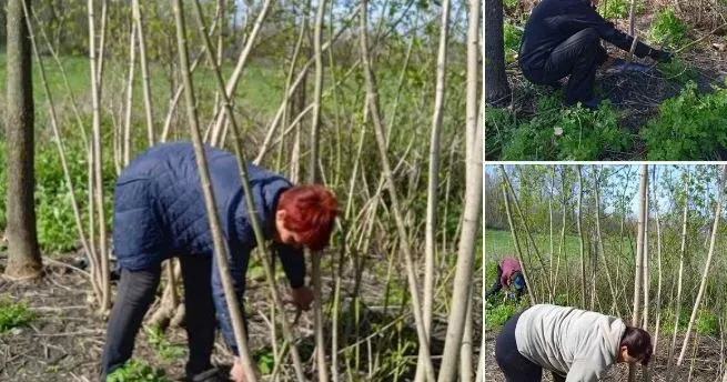Для безробітних осіб, які перебувають на обліку в Сахновщинському відділі Красноградської філії Харківського ОЦЗ, було організовано та проводяться суспільно корисні та оплачувальні громадські роботи за різними напрямками.