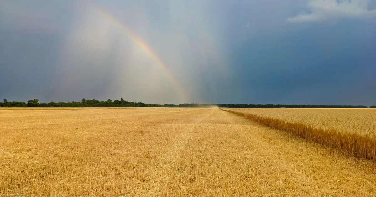 Фермерські господарства Харківської області зібрали понад 1,3 мільйона тонн нового врожаю.